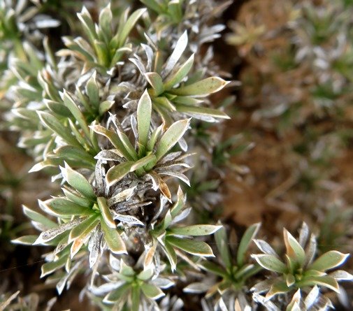 Aptosimum spinescens leaves