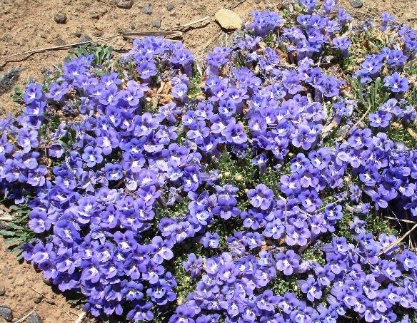 Aptosimum procumbens in flower
