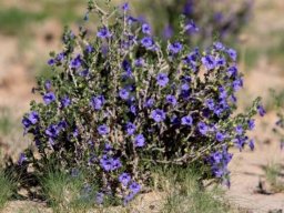 Aptosimum albomarginatum flowers