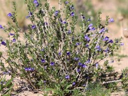 Aptosimum albomarginatum