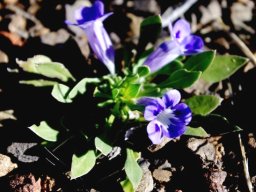 Aptosimum indivisum