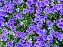 Aptosimum indivisum