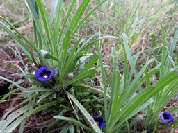 Aptosimum lineare var. lineare