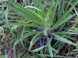 Aptosimum lineare var. lineare leaves