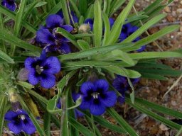 Aptosimum lineare var. lineare flowering well