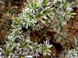 Aptosimum spinescens leaves