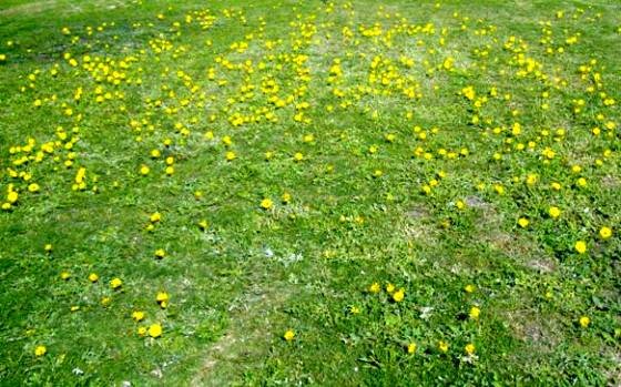 Arctotheca calendula colonising a lawn