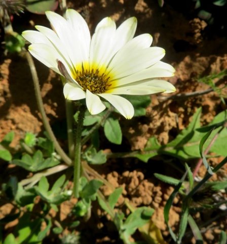 Arctotheca calendula flowerhead