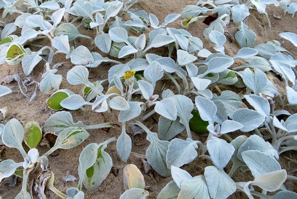 Arctotheca populifolia