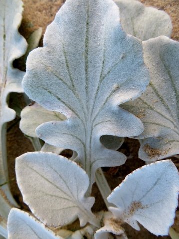 Arctotheca populifolia leaves and venation