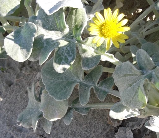 Arctotheca prostrata