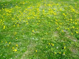 Arctotheca calendula colonising a lawn