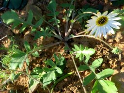 Arctotheca calendula leaves