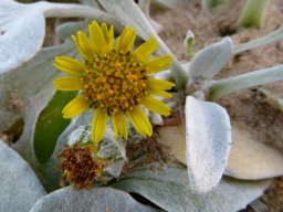 Arctotheca populifolia flowerhead