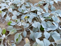 Arctotheca populifolia