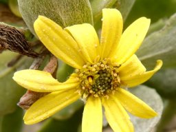 Arctotheca populifolia flowerhead