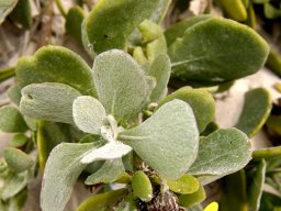 Arctotheca populifolia olive-green old leaves
