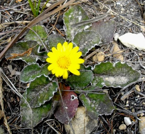 Arctotis rotundifolia