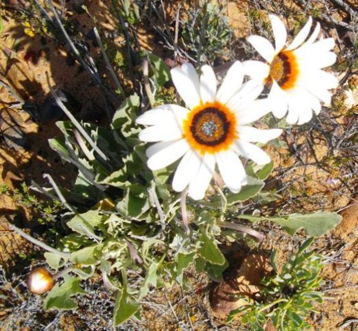 Arctotis acaulis white flowerheads