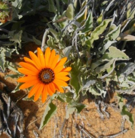 Arctotis acaulis leaves and orange flowerheads