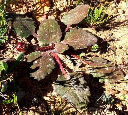 Arctotis acaulis leaves