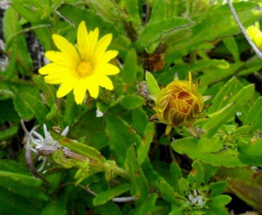 Arctotis semipapposa flowering phases