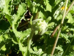 Arctotis arctotoides bud with protrusions