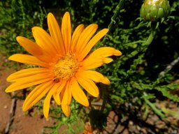 Arctotis revoluta orange flowerheads