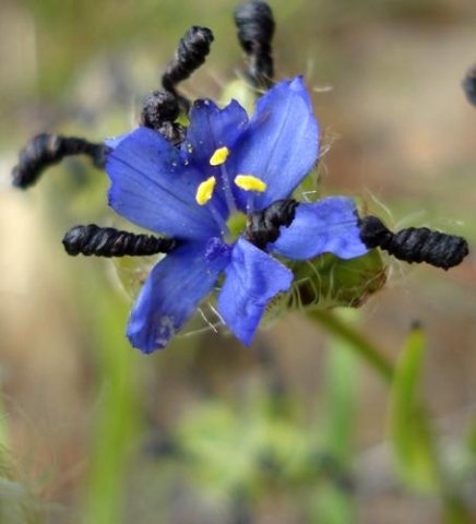 Aristea africana flower