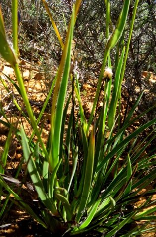 Aristea africana leaves