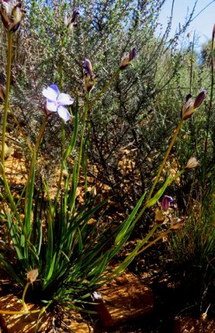 Aristea africana plant