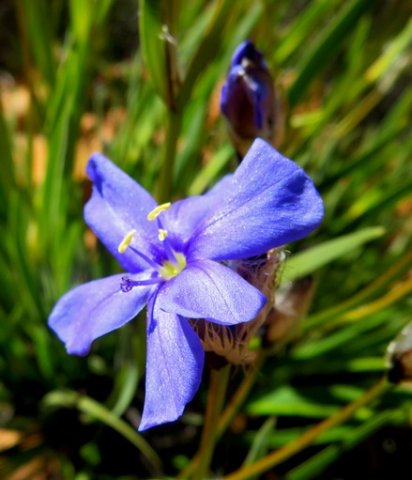 Aristea africana flower