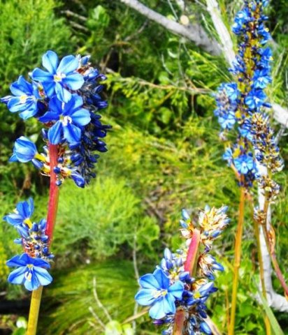 Aristea capitata flower stems