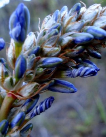 Aristea capitata inflorescence
