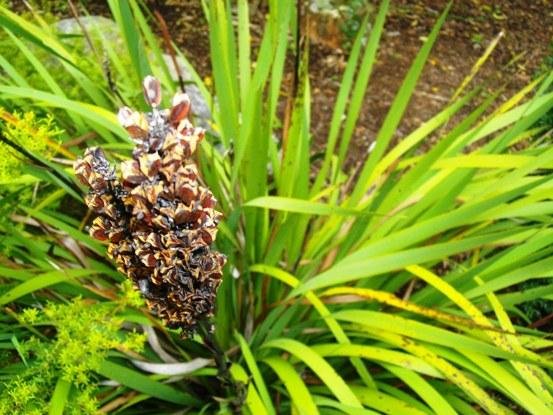 Aristea capitata ripening fruit