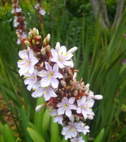 Aristea capitata, the pink form
