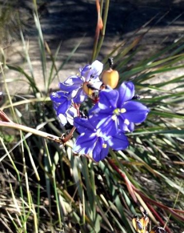 Aristea inaequalis