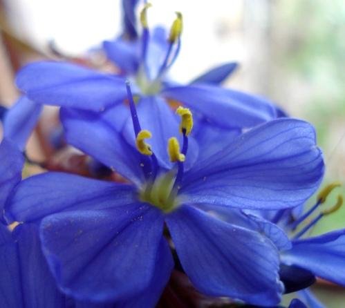 Aristea juncifolia flower