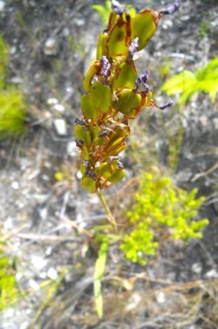 Aristea juncifolia fruit