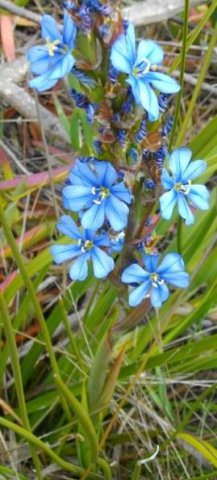 Aristea africana