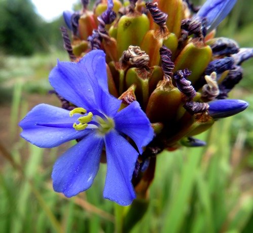 Aristea