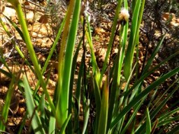 Aristea africana leaves