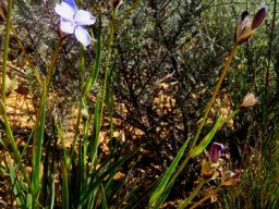 Aristea africana plant