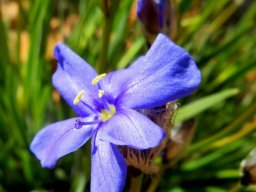 Aristea africana flower