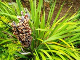 Aristea capitata ripening fruit