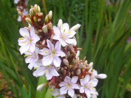 Aristea capitata, the pink form