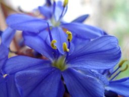 Aristea juncifolia flower