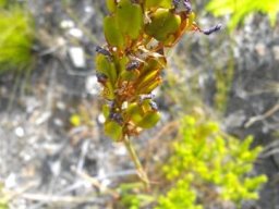 Aristea juncifolia fruit