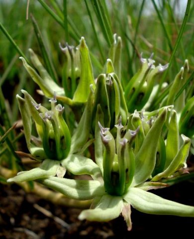 Asclepias