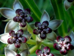 Asclepias crassinervis flowers